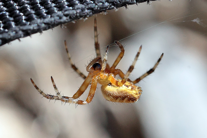 Araneus diadematus?